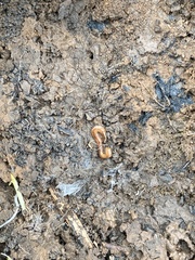 Bipalium adventitium