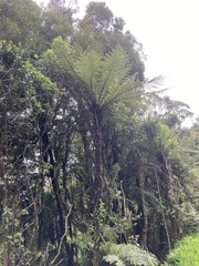 Cyathea cunninghamii