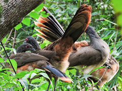 Ortalis poliocephala