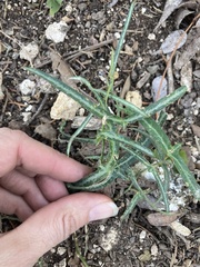 Passiflora tenuiloba