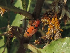 Tetraopes thermophilus