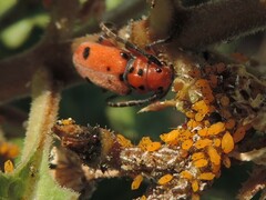 Tetraopes thermophilus