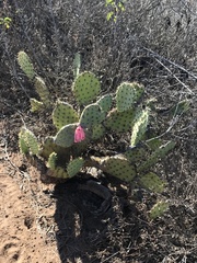 Opuntia littoralis