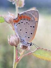 Lycaena phlaeas daimio