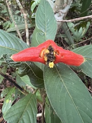 Palicourea tomentosa