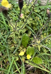 Papaver cambricum