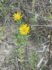 Heterotheca camporum