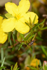 Poecilohetaerus aquilus