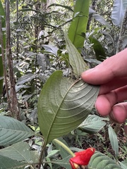 Palicourea tomentosa