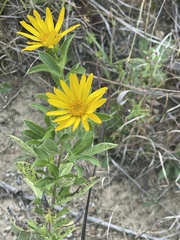 Heterotheca camporum