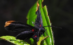 Melanis smithiae xarifa