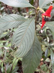 Palicourea tomentosa