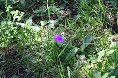 Tradescantia crassifolia