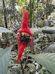 Palicourea tomentosa
