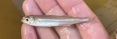 Atheriniformes