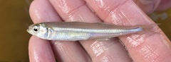 Atheriniformes