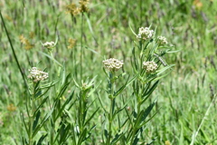 Asclepias mexicana