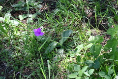 Tradescantia crassifolia
