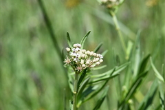 Asclepias mexicana
