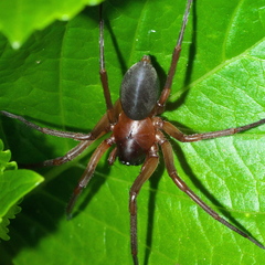 Corinnidae