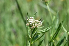 Asclepias mexicana
