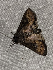 Condica sutor