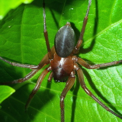 Corinnidae