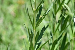 Asclepias mexicana