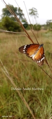 Danaus chrysippus alcippus