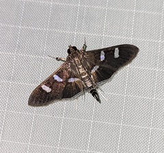 Desmia funeralis