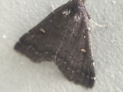 Tetanolita mynesalis