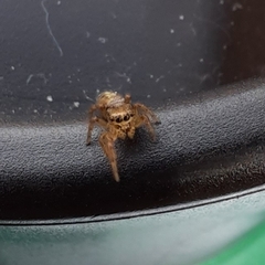 Eris militaris