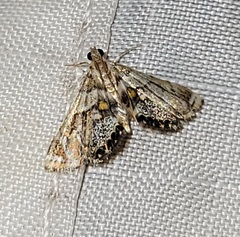 Neargyractis slossonalis