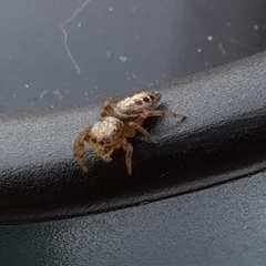 Eris militaris