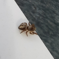 Eris militaris