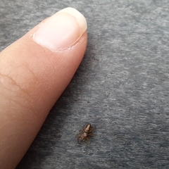 Eris militaris