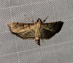 Salbia tytiusalis
