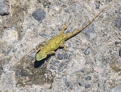 Sceloporus asper