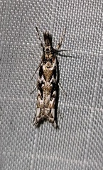 Prionapteryx serpentella