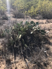 Opuntia littoralis