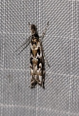 Prionapteryx serpentella