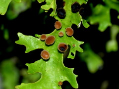 Pseudocyphellaria homoeophylla