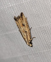 Bactra