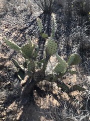 Opuntia littoralis