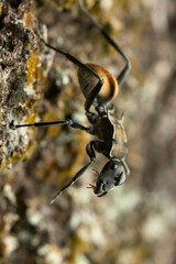 Polyrhachis brisbanensis
