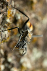 Polyrhachis brisbanensis