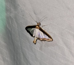 Diaphania hyalinata