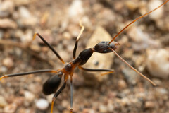 Leptomyrmex rothneyi