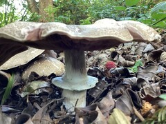 Agaricus deardorffensis