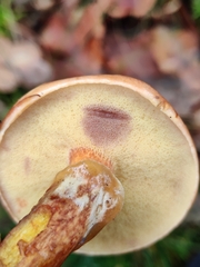 Suillus grevillei